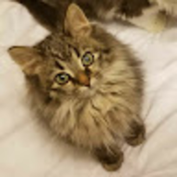 Meet your Posher, Melissa - Picture 1 of 1